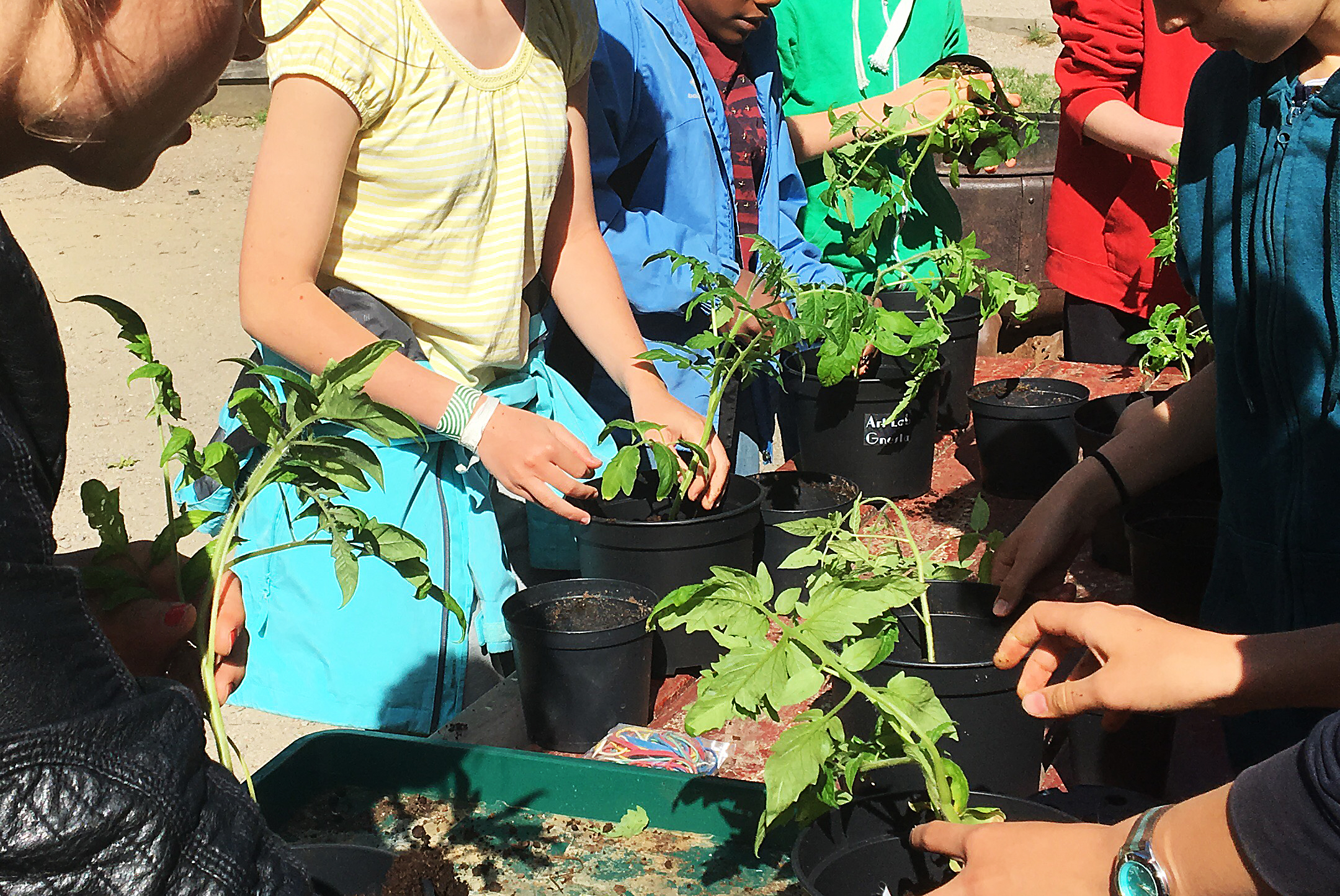 Workshop & release of Fält #8 – Cultivate your own Saqba tomato!