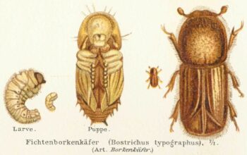 Meeting with The spruce bark beetle – climate school with Squid Squad