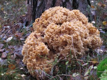 Mushroom Exhibition